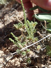 Artemisia pygmaea