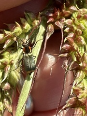 Axinotarsus pulicarius