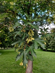 Acer pseudoplatanus