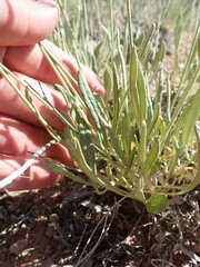 Eriogonum brevicaule cottamii