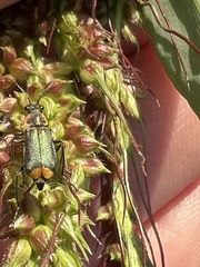 Axinotarsus pulicarius