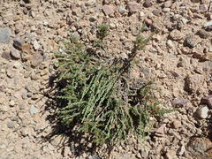 Artemisia pygmaea