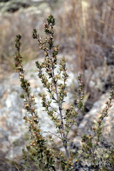 Baccharis flabellata