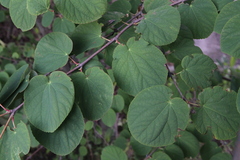 Cercidiphyllum