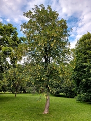 Acer pseudoplatanus