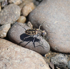 Ellipsoptera cuprascens
