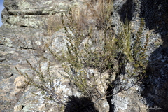 Baccharis flabellata