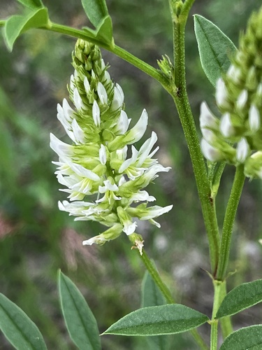 American licorice (Glycyrrhiza lepidota)