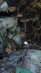Psilocybe fuscofulva