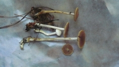 Psilocybe fuscofulva