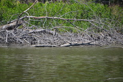 Chelydra serpentina