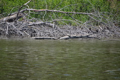 Chelydra serpentina