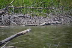 Chelydra serpentina
