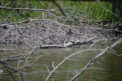 Chelydra serpentina