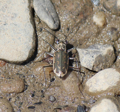 Ellipsoptera cuprascens