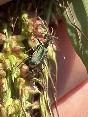 Axinotarsus pulicarius