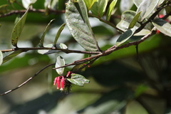 Macleania rupestris