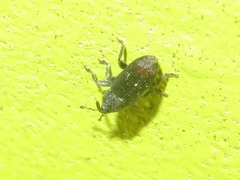 Mecinus pyraster