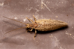 Micromus subanticus