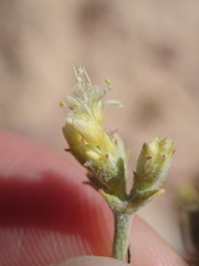 Eriogonum brevicaule cottamii