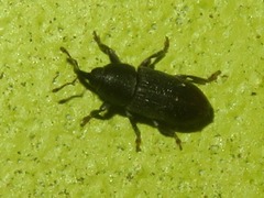 Mecinus pyraster