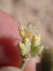 Eriogonum brevicaule cottamii