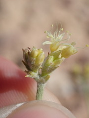 Eriogonum brevicaule cottamii