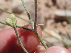 Eriogonum brevicaule cottamii