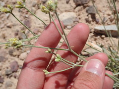 Eriogonum brevicaule cottamii