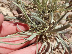 Eriogonum brevicaule cottamii
