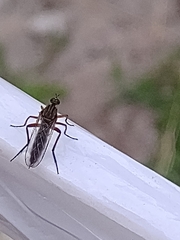 Empis livida
