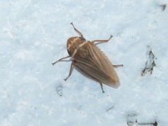 Aphrodes makarovi