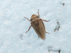 Aphrodes makarovi