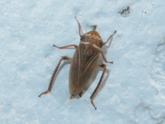 Aphrodes makarovi