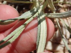 Eriogonum brevicaule cottamii