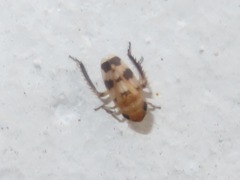 Anoscopus serratulae