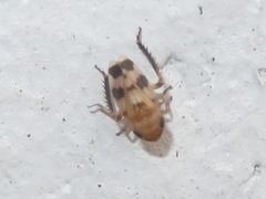Anoscopus serratulae