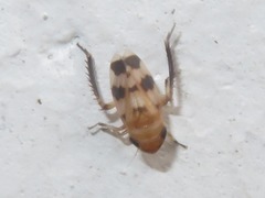 Anoscopus serratulae