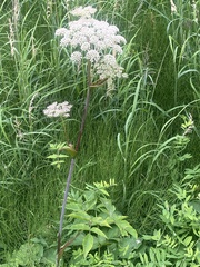 Angelica genuflexa
