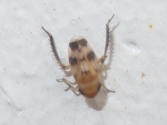 Anoscopus serratulae