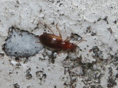 Bradycellus verbasci