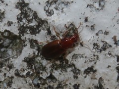 Bradycellus verbasci