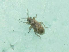 Nysius huttoni