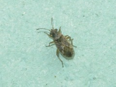 Nysius huttoni