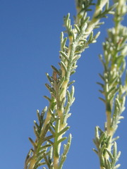 Artemisia pygmaea