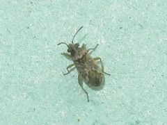Nysius huttoni