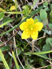 Saxifraga hirculus