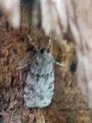 Scoparia subfusca