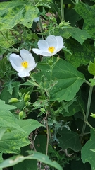 Argemone grandiflora