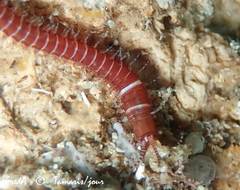 Leodice torquata